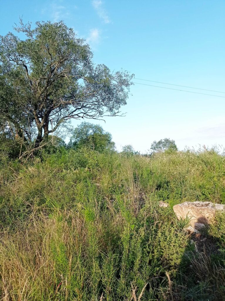 340103619 1539502929906881 9057070542658354099 n