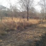 REF 064 LOTES PLANOS A 6 CUADRAS DE LA RUTA U$S25.000 C/U